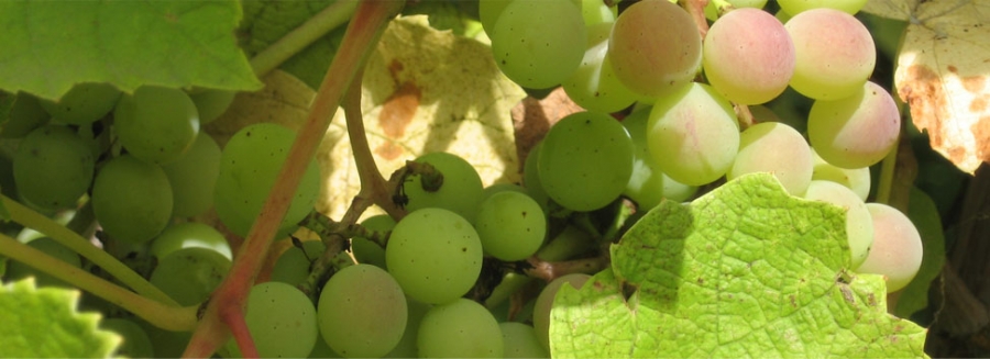 Vinos de Jerez-Sherry