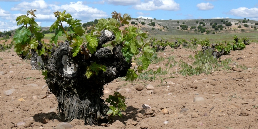 vinos del Bajo Aragon-iberoWine