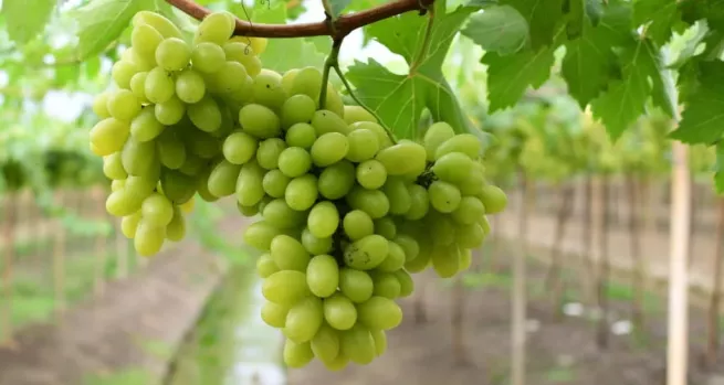Godello: una de las grandes uvas blancas españolas